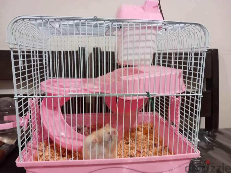 Free House Mouse with Cage, Bedding & Food 1