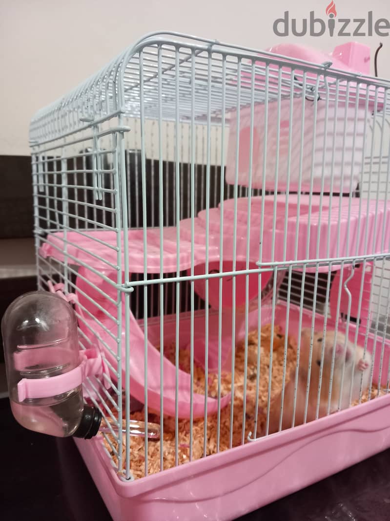 Free House Mouse with Cage, Bedding & Food 2