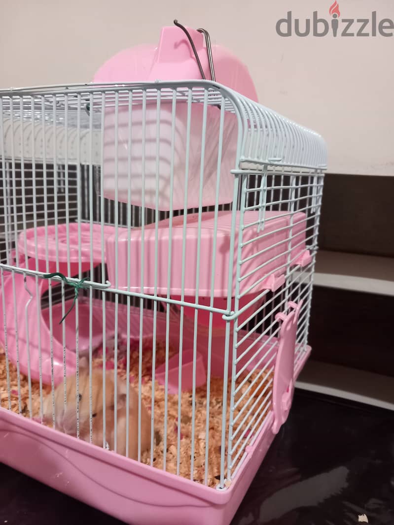 Free House Mouse with Cage, Bedding & Food 3