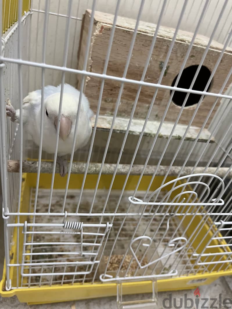 White single love bird for sale 1