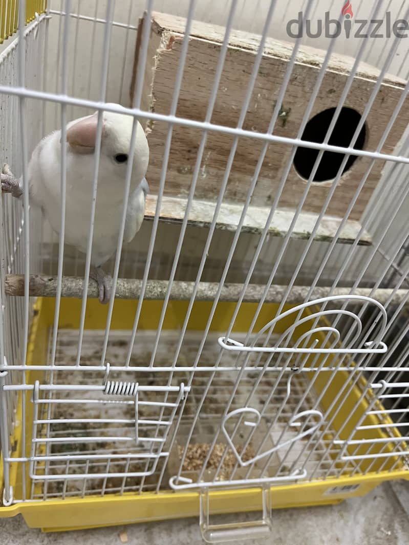 White single love bird for sale 2