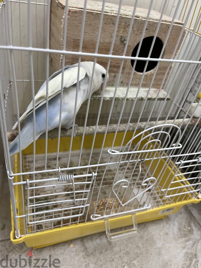 White single love bird for sale 3