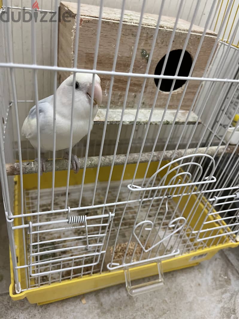 White single love bird for sale 4