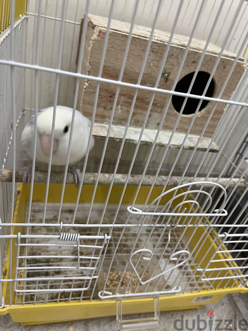 White single love bird for sale 5