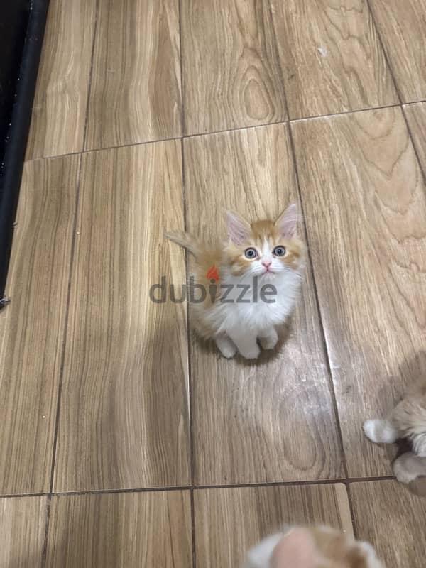 himalaya kittens for sale 6