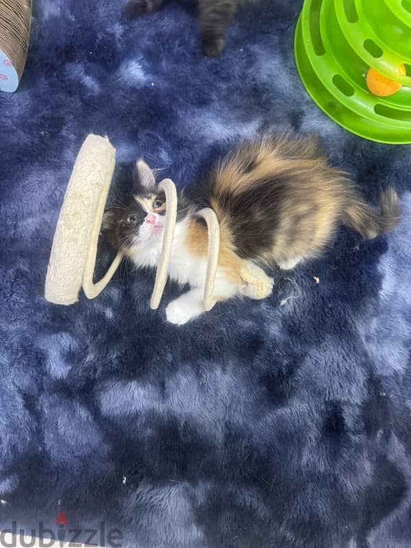 himalaya kittens for sale 12