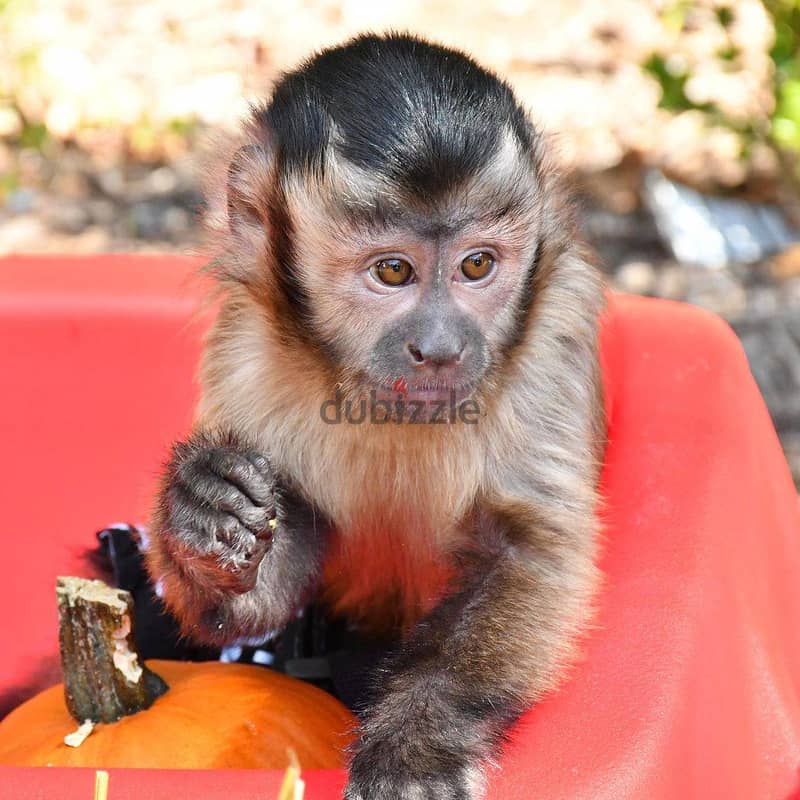 Whatsapp Me +972555074990 Capuchin Monkeys 0