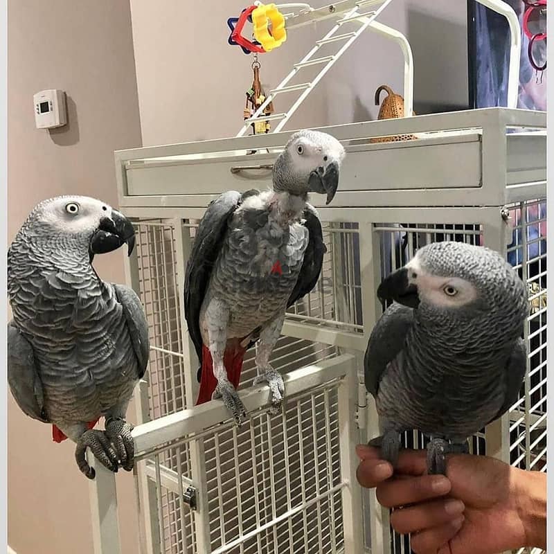 Whatsapp Me +966588993320 Afri-can Gray Parrots 1