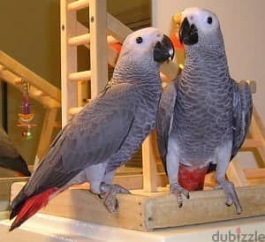 Whatsapp Me +966588993320 Afri-can Gray Parrots