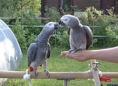 Whatsapp Me +966588993320 Afri-can Gray Parrots 1