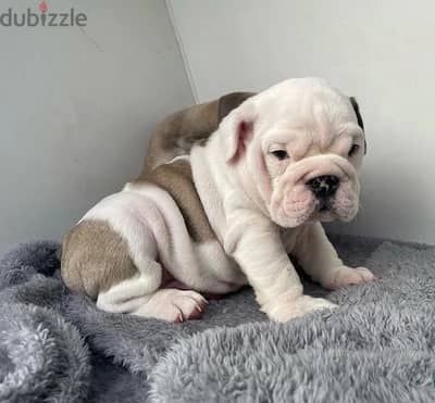 Whatsapp Me +966583921348 English Bulldog Puppies