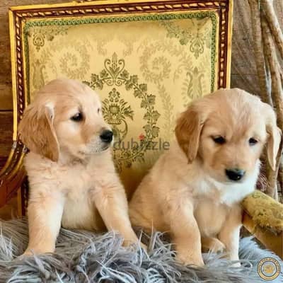 Golden Retriever Puppies Whatsapp me +972553390216