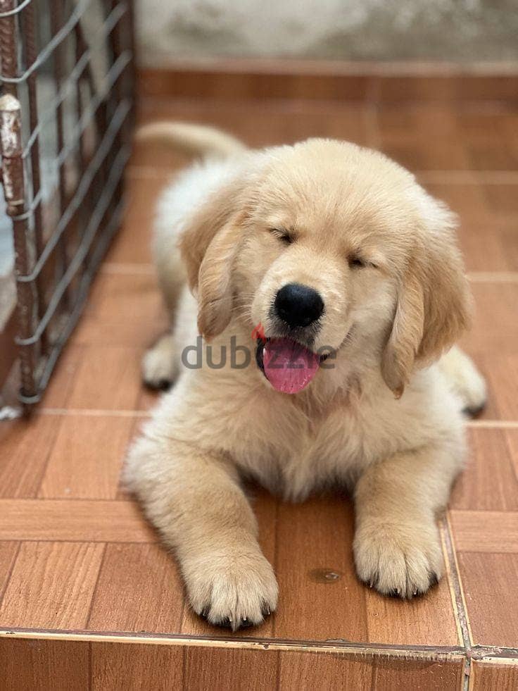 Golden Retriever puppies for sale. WhatsApp me  +972553390216 0