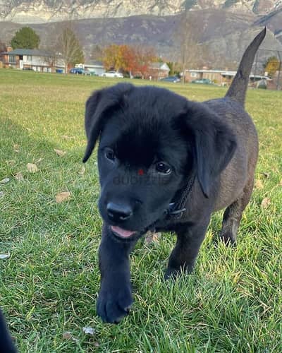 Labrador Retriever puppies for sale. WhatsApp me  +972553390216