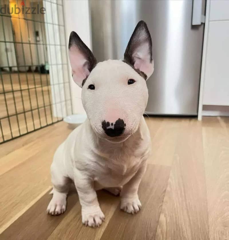 Bull Terrier Puppies Whatsapp me +972553390216 0