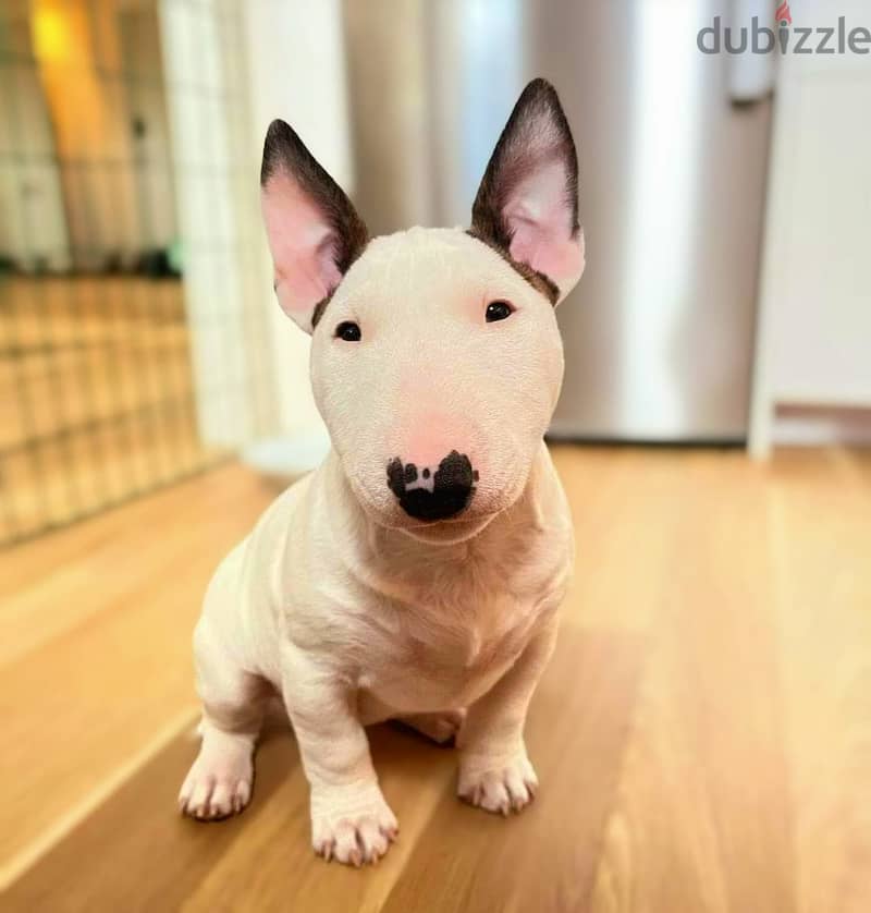 Bull Terrier Puppies Whatsapp me +972553390216 1