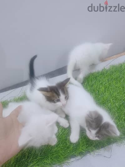 Persian kittens