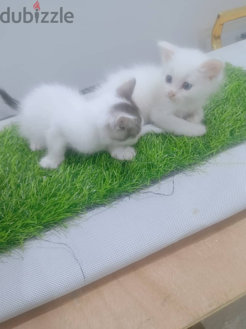 Persian kittens 2