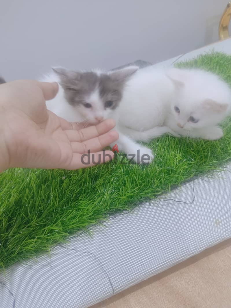 Persian kittens 3