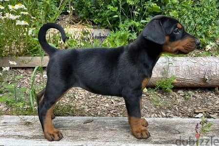 Whatsapp Me +972555074990 Doberman Puppies