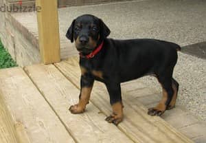 Whatsapp Me +972555074990 Doberman Puppies 1