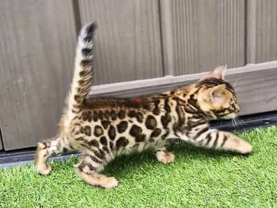 Bengal kittens Available