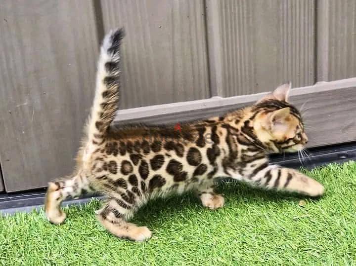 Bengal kittens Available 0