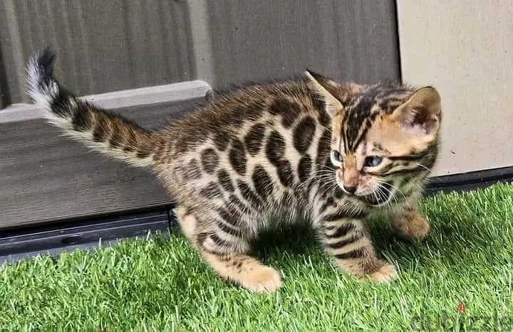 Bengal kittens Available 1