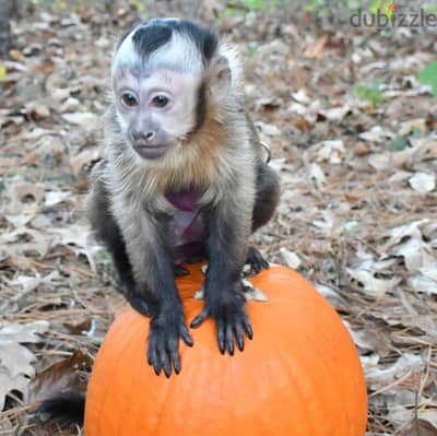 capuchin monkey// Whatsapp +971502618837