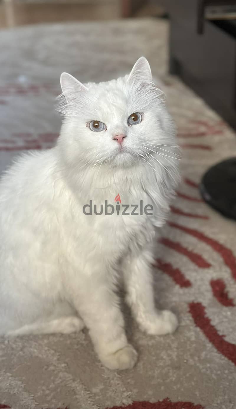 قطط معقمة  للتبني برسوم 300 ريال في الرياض Neutered cats for adoption 2