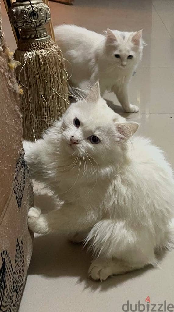 قطط معقمة  للتبني برسوم 300 ريال في الرياض Neutered cats for adoption 3