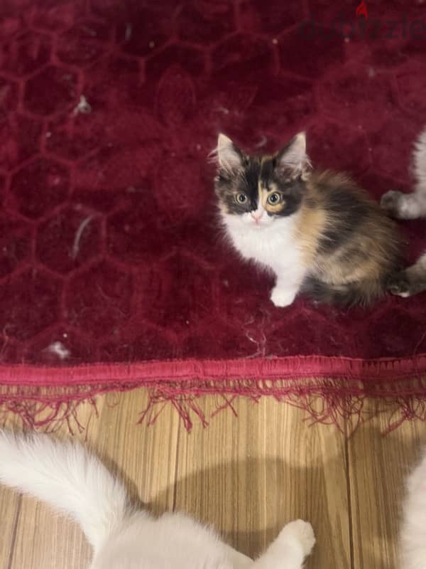 kitten himalaya for sale 7