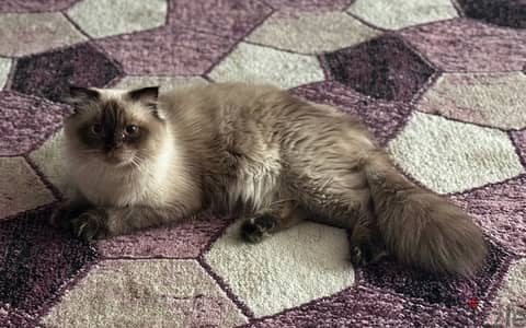 himalayan chocolate cat for adoption