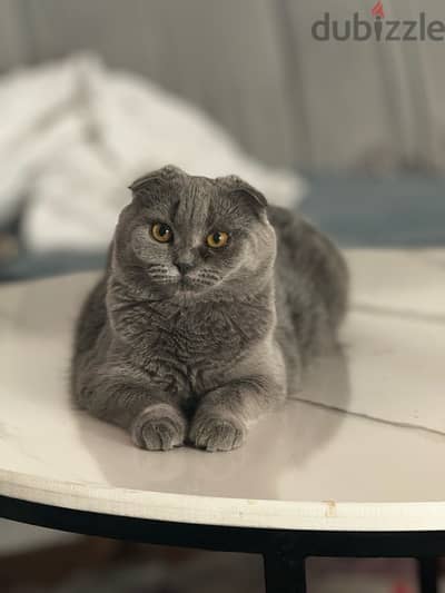 Scotch Folded Ears gray cat for adoption