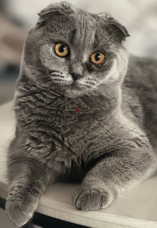 Scotch Folded Ears gray cat for adoption 3