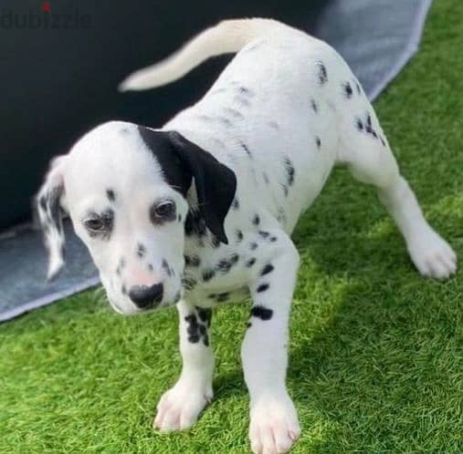 Whatsapp Me +966583921348 Dalmatian Puppies 0