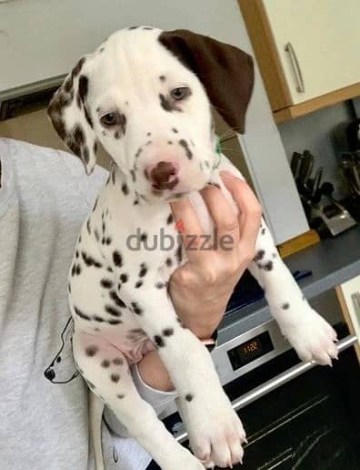 Whatsapp Me +966583921348 Dalmatian Puppies 1