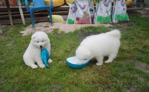 Whatsapp Me +972555074990 Samoyed Puppies