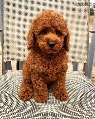 Poodle puppies// Whatsapp +971502618837