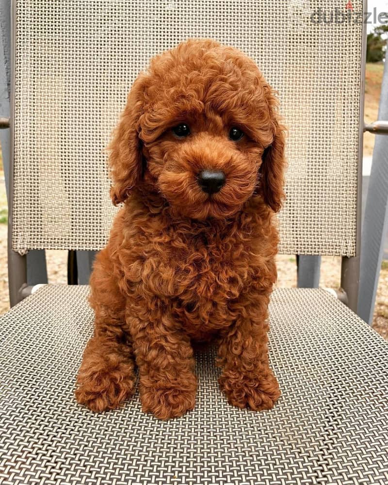 Poodle puppies// Whatsapp +971502618837 0