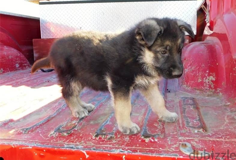 Whatsapp Me +972555074990 G-Shepherd Puppies 1