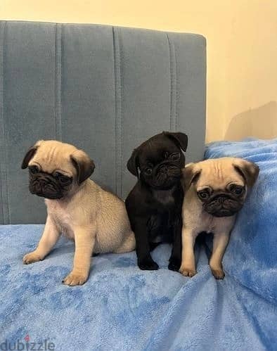 Whatsapp Me +966583921348 Pug Puppies 0