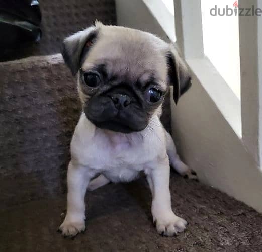 Whatsapp Me +966583921348 Pug Puppies 1