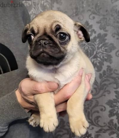 Whatsapp Me +966583921348 Pug Puppies