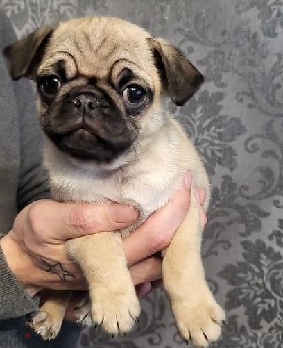 Whatsapp Me +966583921348 Pug Puppies 1