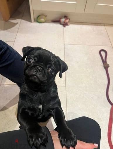 Whatsapp Me +966583921348 Pug Puppies 1