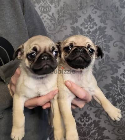 Whatsapp Me +966583921348 Pug Puppies