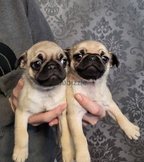 Whatsapp Me +966583921348 Pug Puppies 0