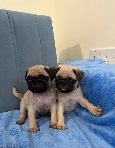 Whatsapp Me +966583921348 Pug Puppies 1