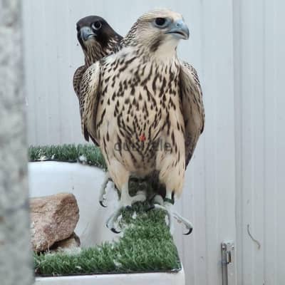 Healthy Gyr Peregrine, Saker, Falcon Birds For Sale